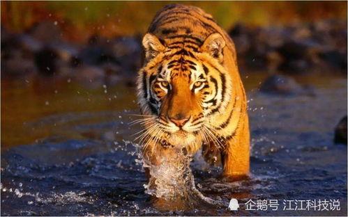 虎虎虎在线观看,在线观看，揭秘神秘虎族传奇